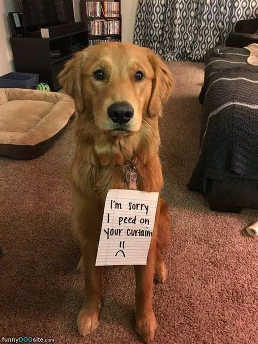 Sorry I Peed On Them