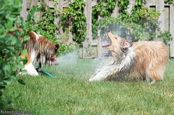 Get The Water