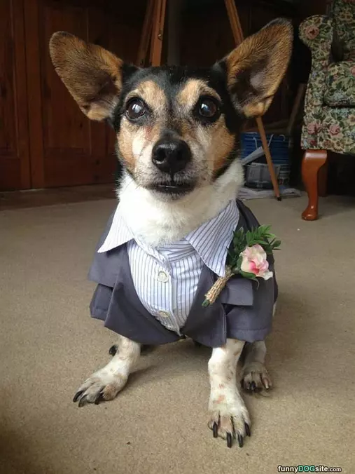 Fancy