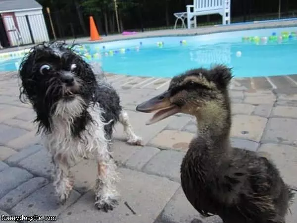 What Did That Duck Say