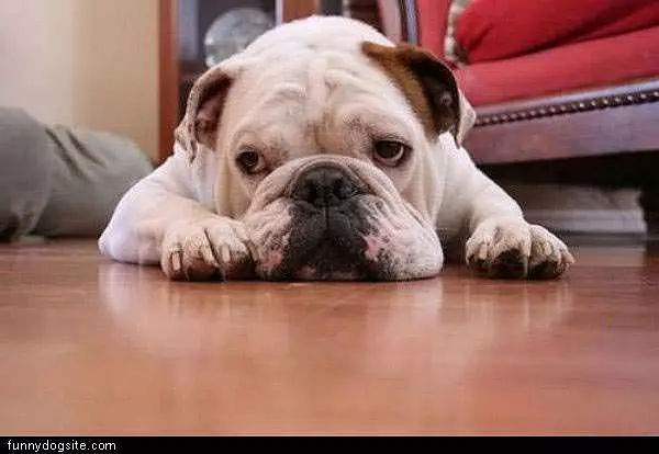 Cute Face Dog