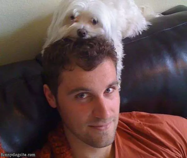 Dog Hat