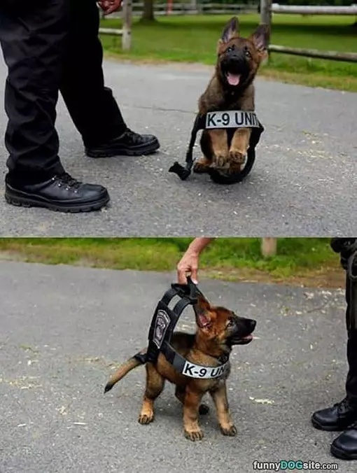 Future K9