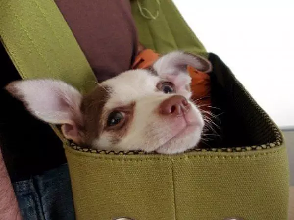 I Have A Bag