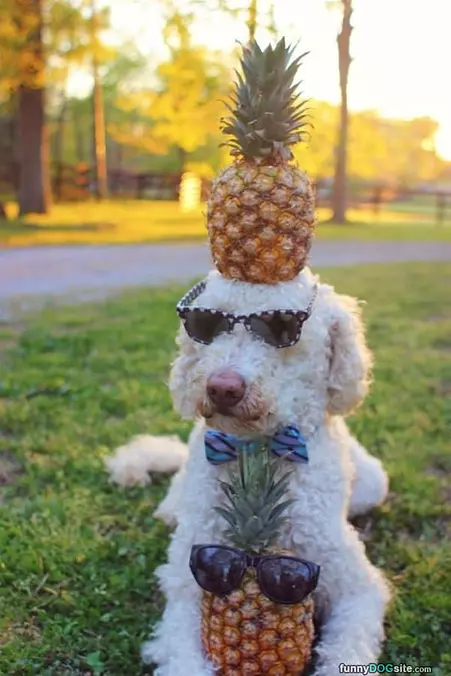 Pineapple Head
