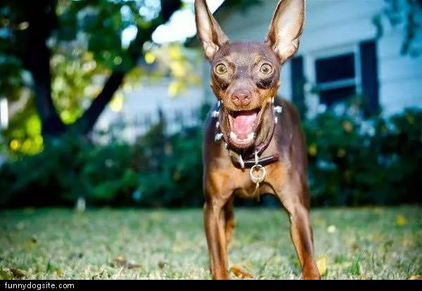 A Little Excited