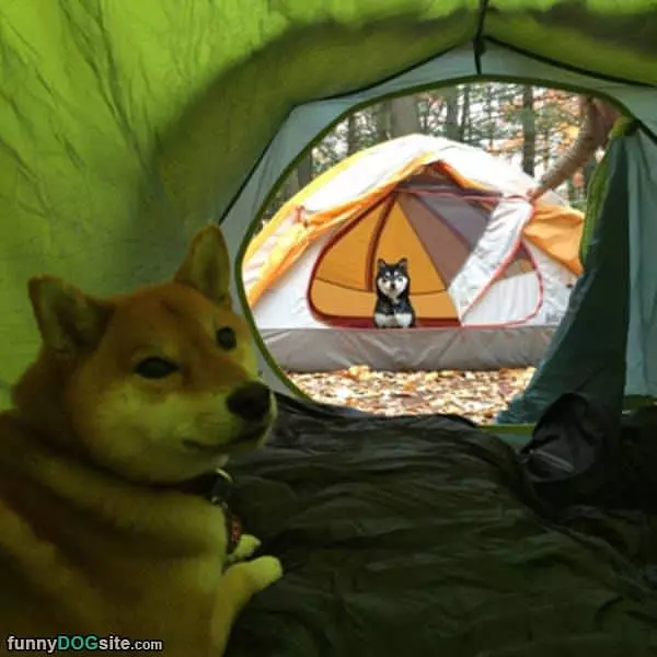 Dog Camping