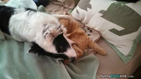 Nom Nom Cat Nom Nom
