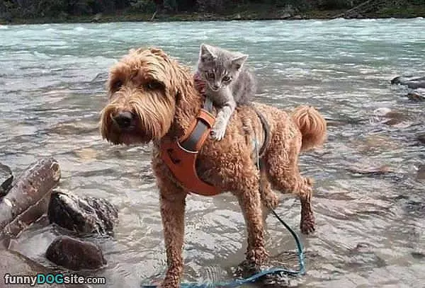 I Will Be Your Guide