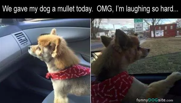 Gave The Dog A Mullet