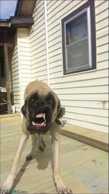 Woooof Wooof Woof