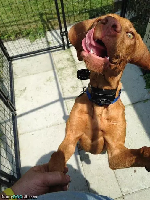 Licking It All