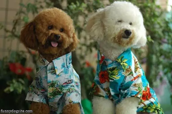 Hawaiian Shirts