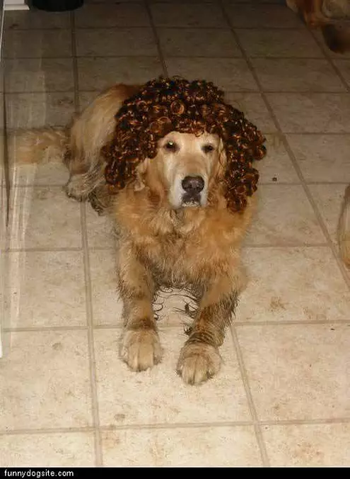 Lab Wig
