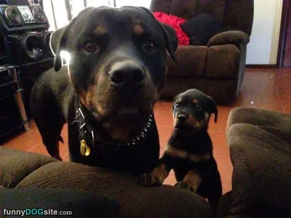 Sub Woofer
