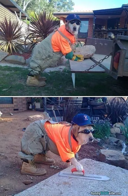 Construction Dog