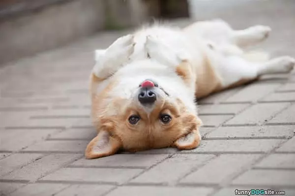 Chilling On His Back