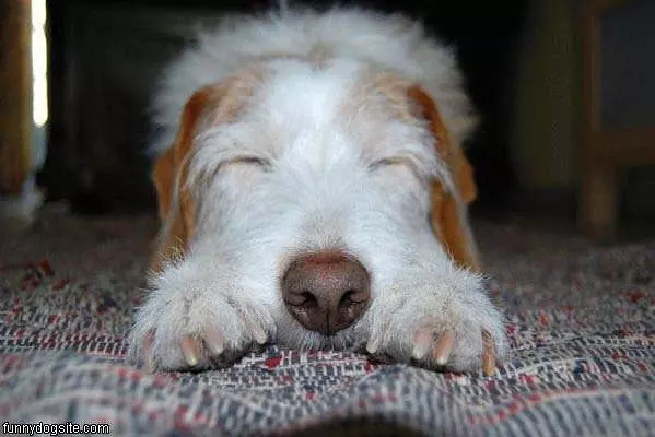 Tired Dog