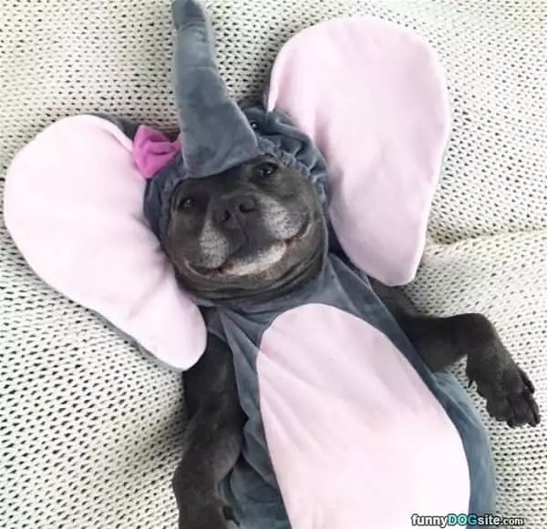A Little Elephant