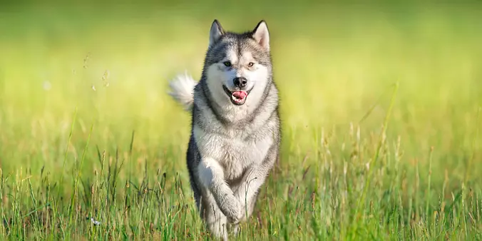 Alaskan Malamute running