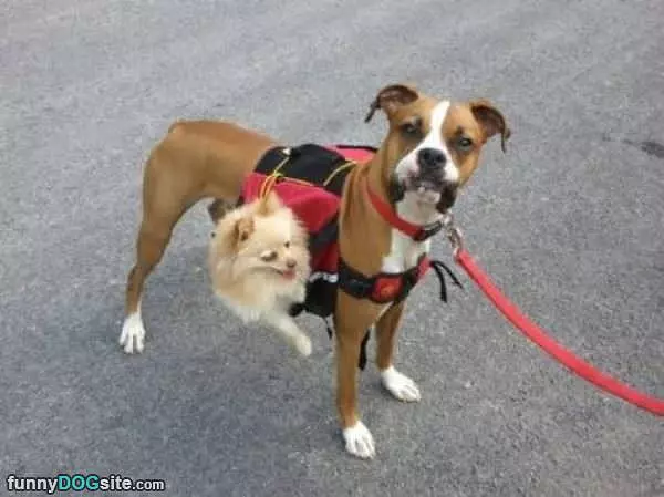 I Has A Sub Woofer