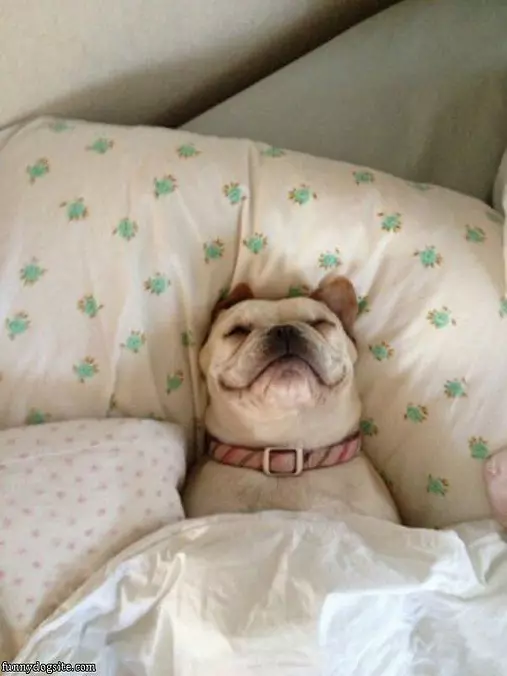 Sweetest Dreams