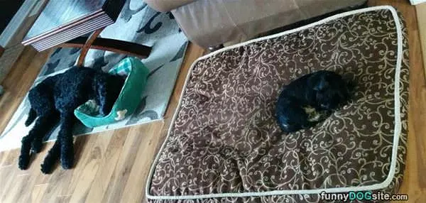 How Do You Choose Beds
