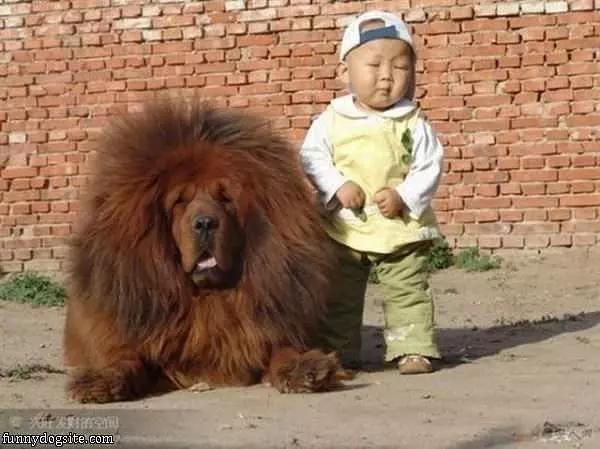 Lion Dog