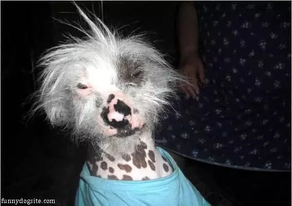 This Is A Cool Dog