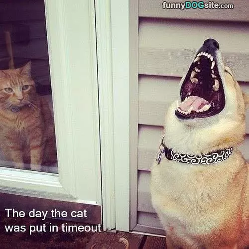 Cat Put In Timeout