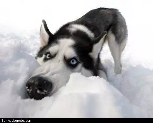 Snow Dog