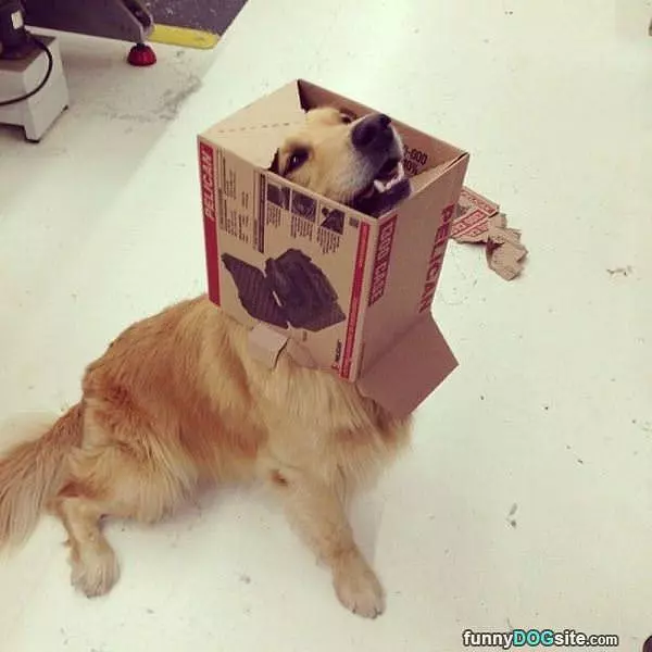 I Am In The Box