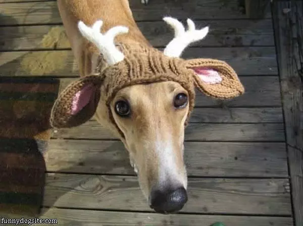 Im A Deer Lol