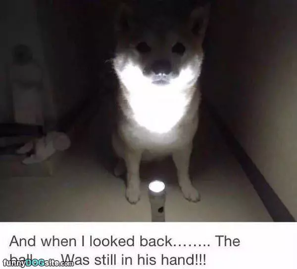 Spooky Story Dog