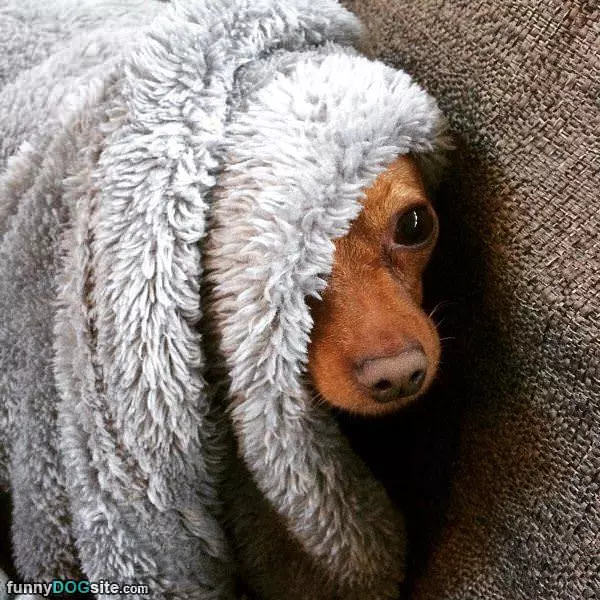 Under The Blankets