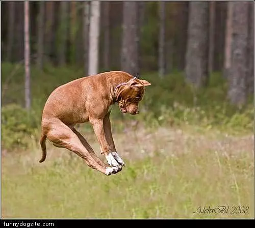 Amazing Jump