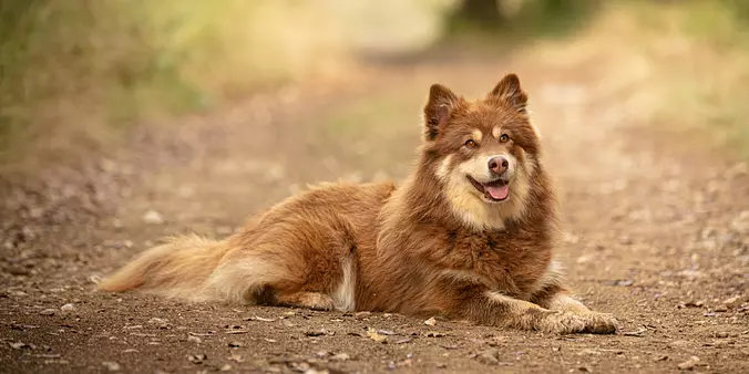 Brown Lapponian Herder