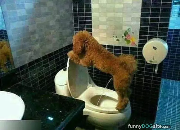 Using The Toilet