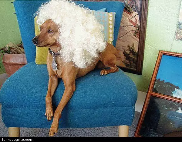 Huge Dog Wig