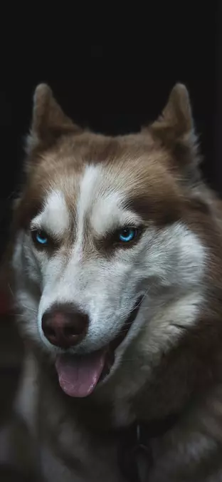 Siberian Husky