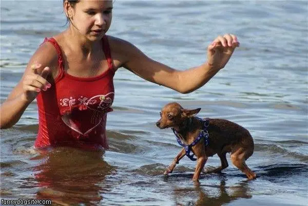 Surf Dog