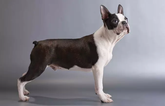 Black and White Boston Terrier