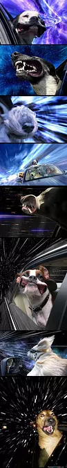 Dogs Warping In Space