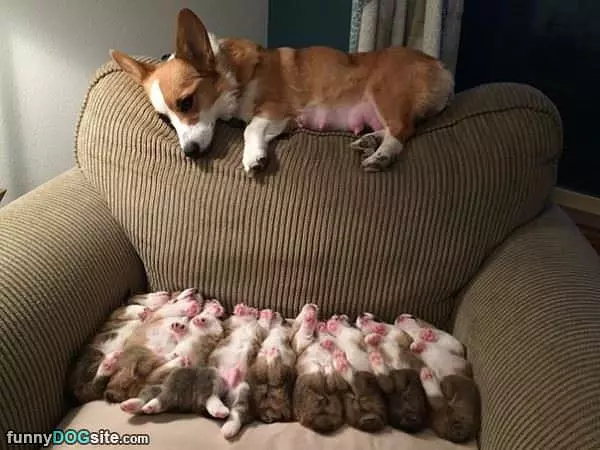 My New Family