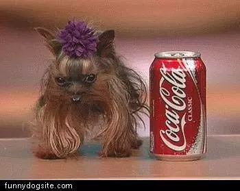 Dog Size Of Can