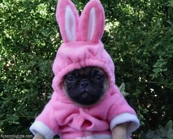 I Am A Bunny Hop Hop