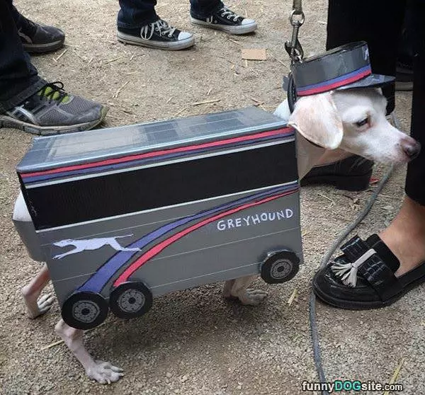Greyhound
