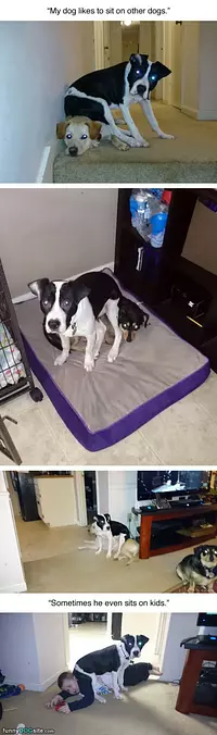 My Dog Sits On Things