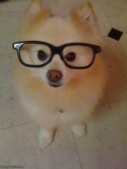 Hipster Dog