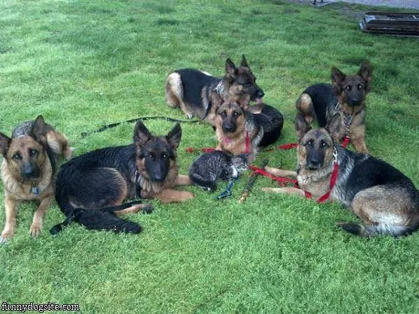 Body Guards